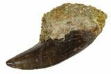 Serrated, Tyrannosaur Tooth in Rock - Judith River Formation #114012-1